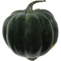 Photos Squash Acorn Free HD Image