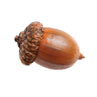 Acorn Free Download PNG HD