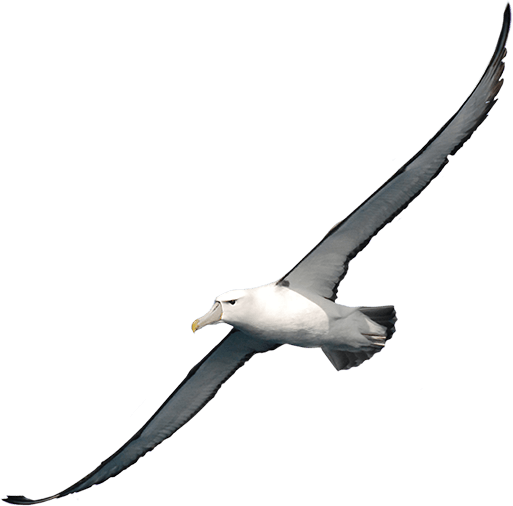 Albatross Clipart PNG Image