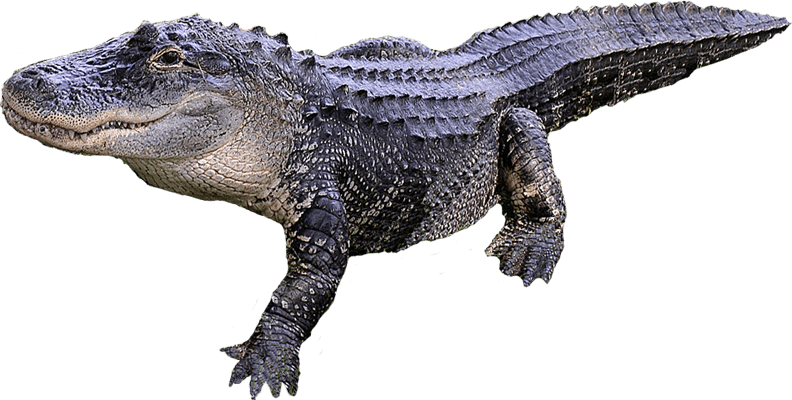 Alligator Transparent Image PNG Image