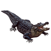 Alligator Transparent Background