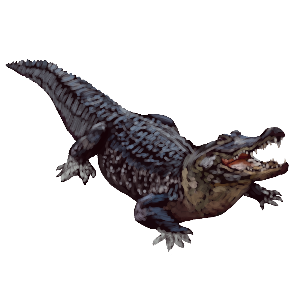 Alligator Transparent Background PNG Image