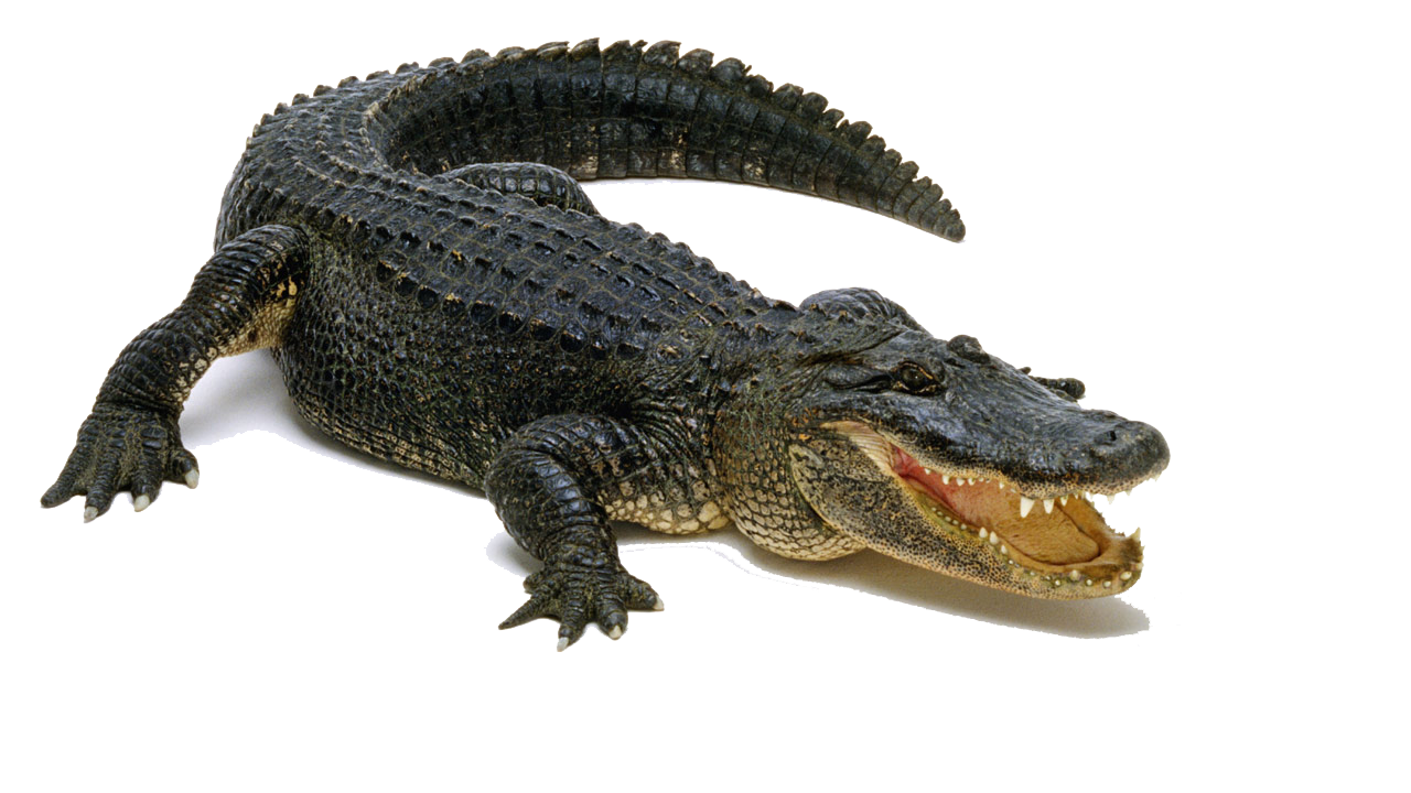 Download High Quality Alligator Clip Art American Tra - vrogue.co