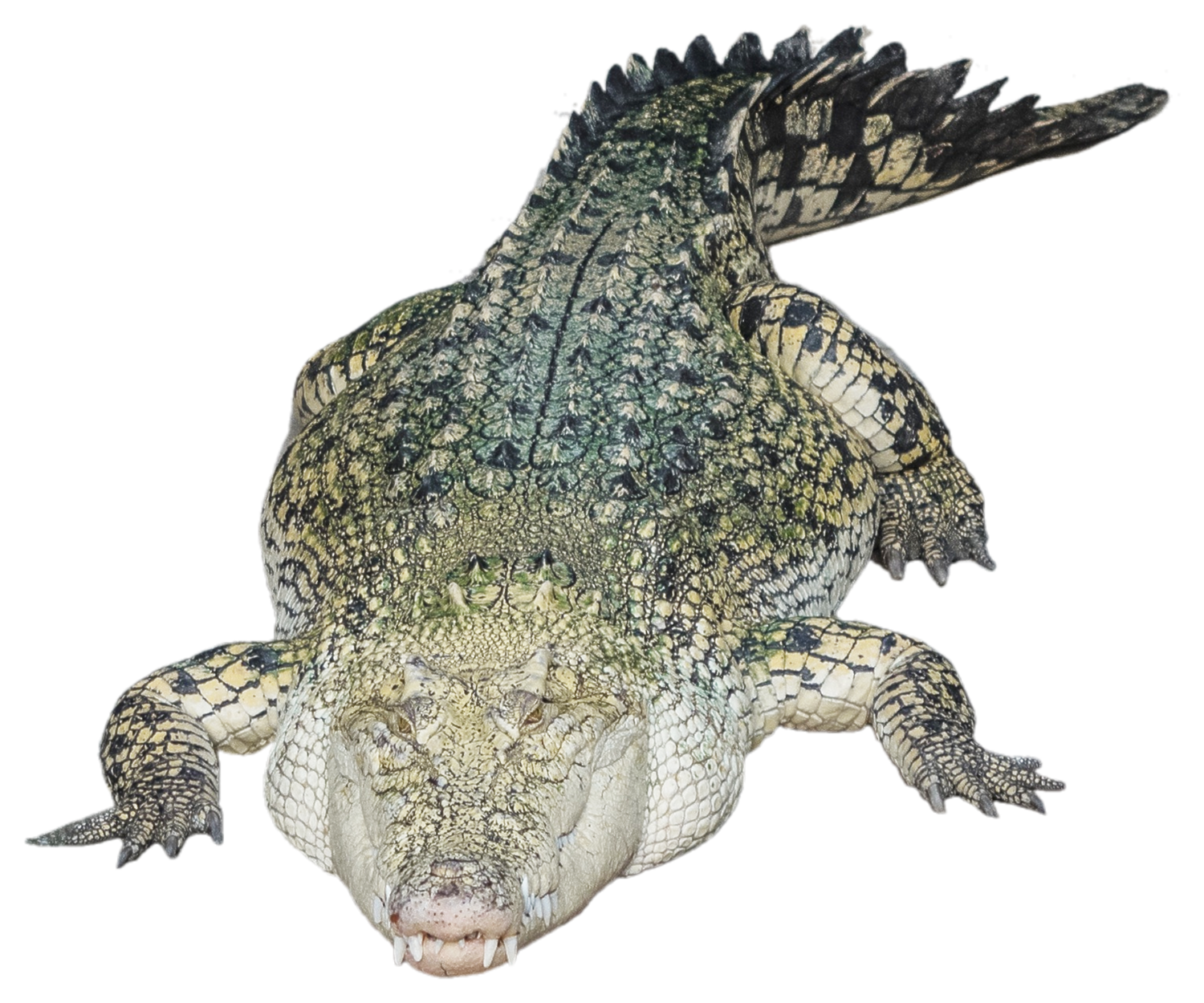 Alligator Photo PNG Image