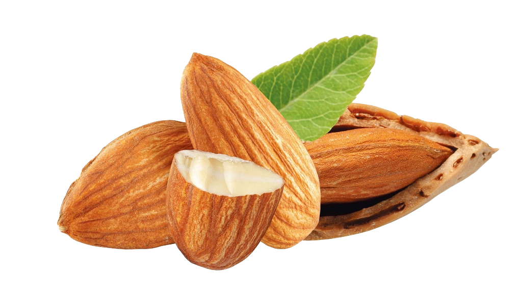 Picture Nut Almond Free Photo PNG Image