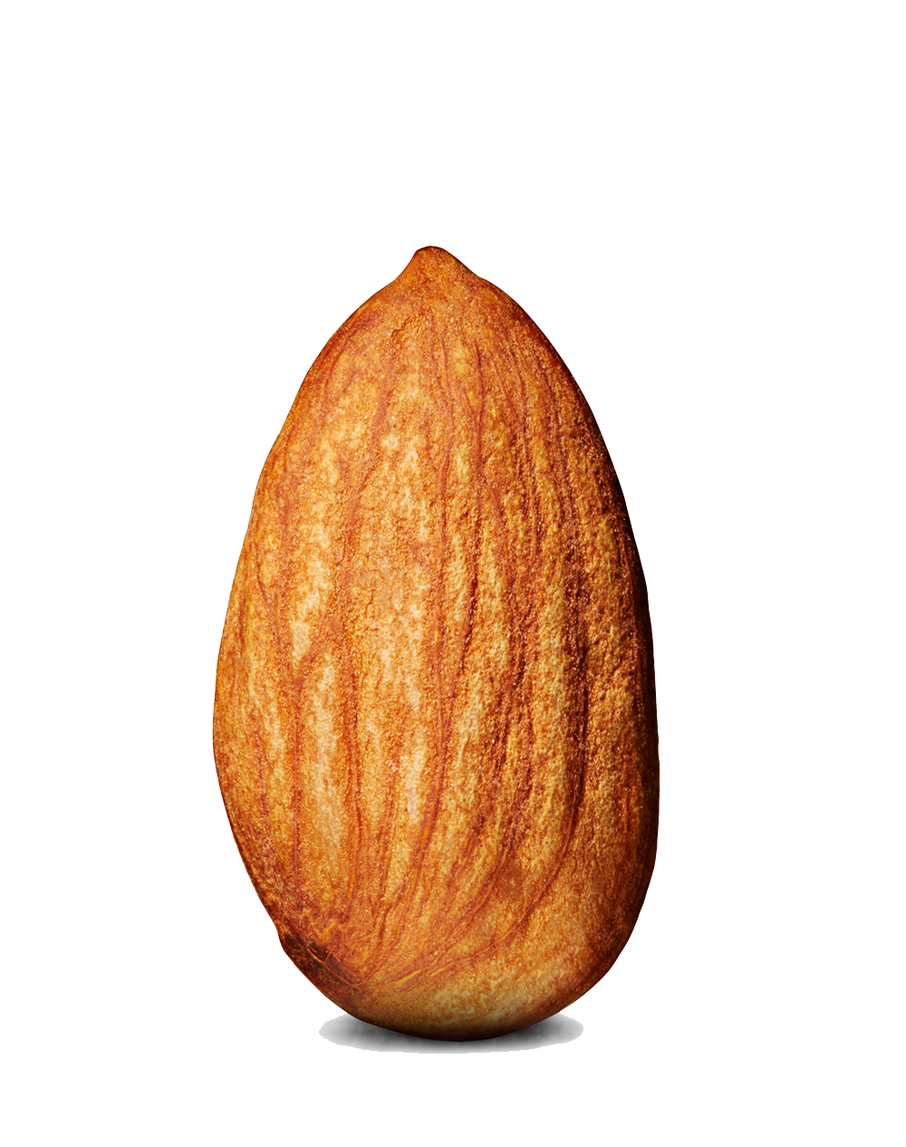 Almond Png Image PNG Image