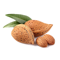 Almond Png