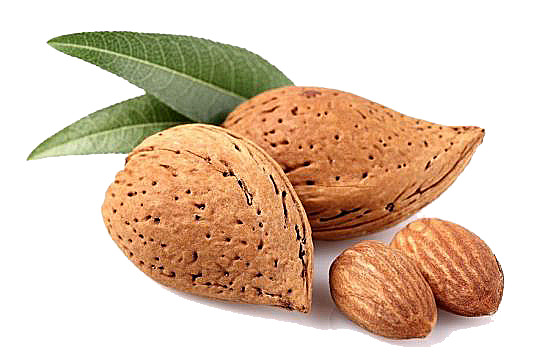 Almond Png PNG Image