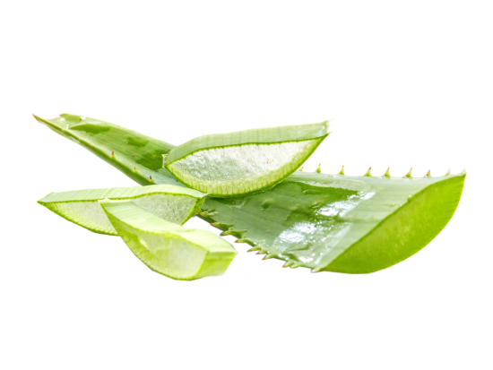 Download Aloe Transparent HQ PNG Image | FreePNGImg