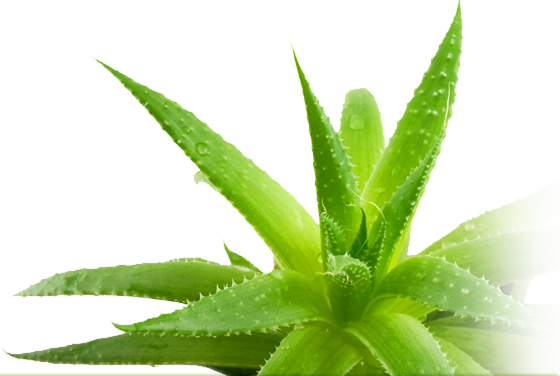 Aloe Picture PNG Image