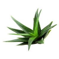 Aloe Clipart PNG Image