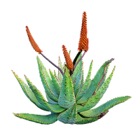 download aloe free png photo images and clipart freepngimg download aloe free png photo images and