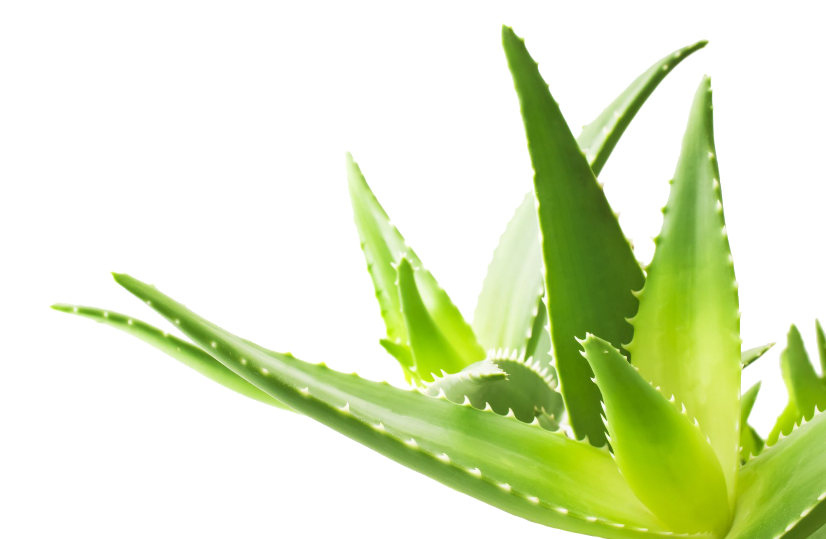Aloe Transparent Image PNG Image