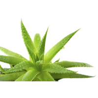 Aloe Transparent Background PNG Image