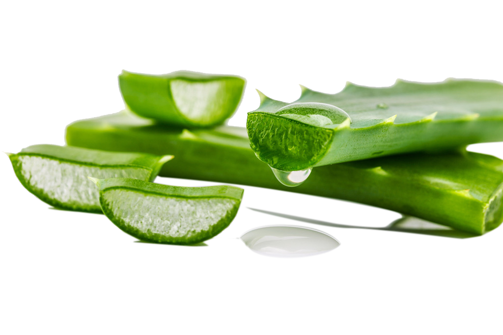 Aloe vera Transparent PNG Image