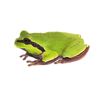 Amphibian Clipart PNG Image