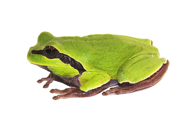 Amphibian Clipart PNG Image