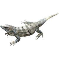 Amphibian Image PNG Image