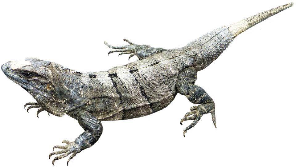 Amphibian Image PNG Image
