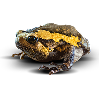 Amphibian Picture PNG Image