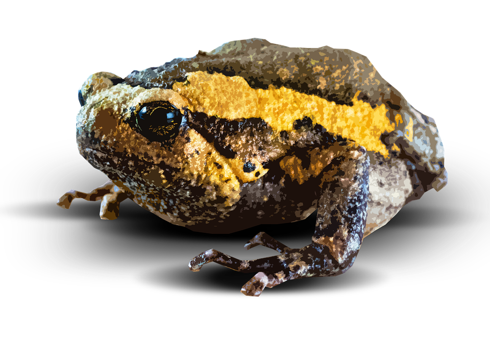 Amphibian Picture PNG Image