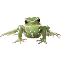 Amphibian Transparent PNG Image