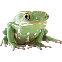 Amphibian Transparent Background PNG Image