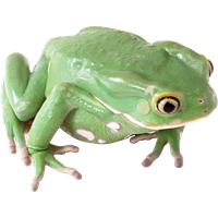 Amphibian Transparent Image PNG Image