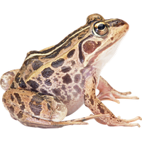 Amphibian Hd PNG Image