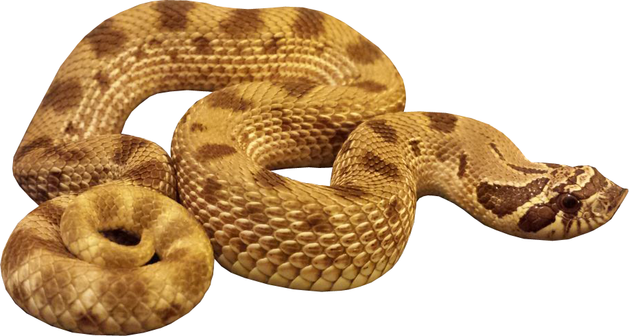 Anaconda Transparent PNG Image