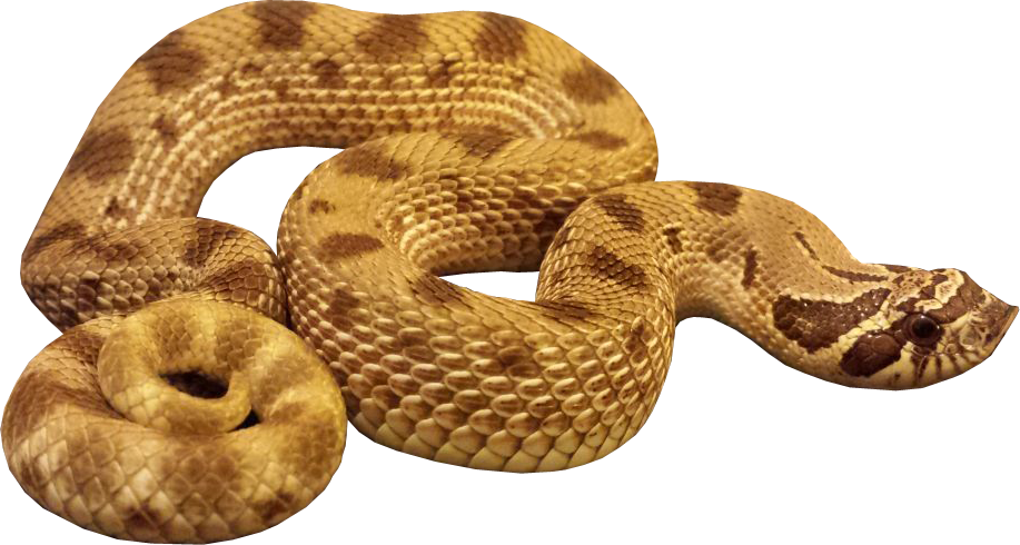 Anaconda Transparent Transparent PNG Image