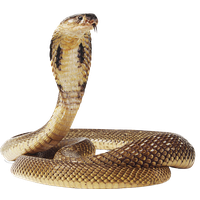 Anaconda Png Transparent HQ PNG Download | FreePNGImg