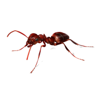 Ant Png Image