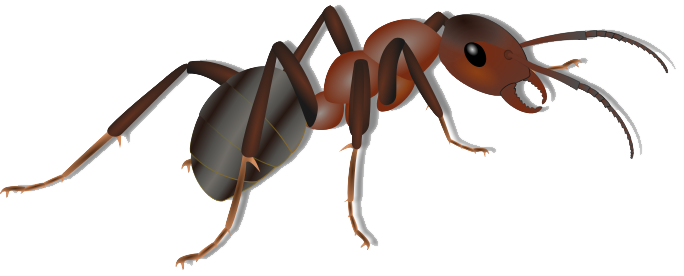 Ant Png Clipart PNG Image