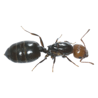 Download Ant Free PNG photo images and clipart | FreePNGImg