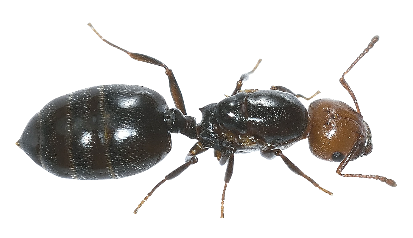 Ant PNG Download Free PNG Image