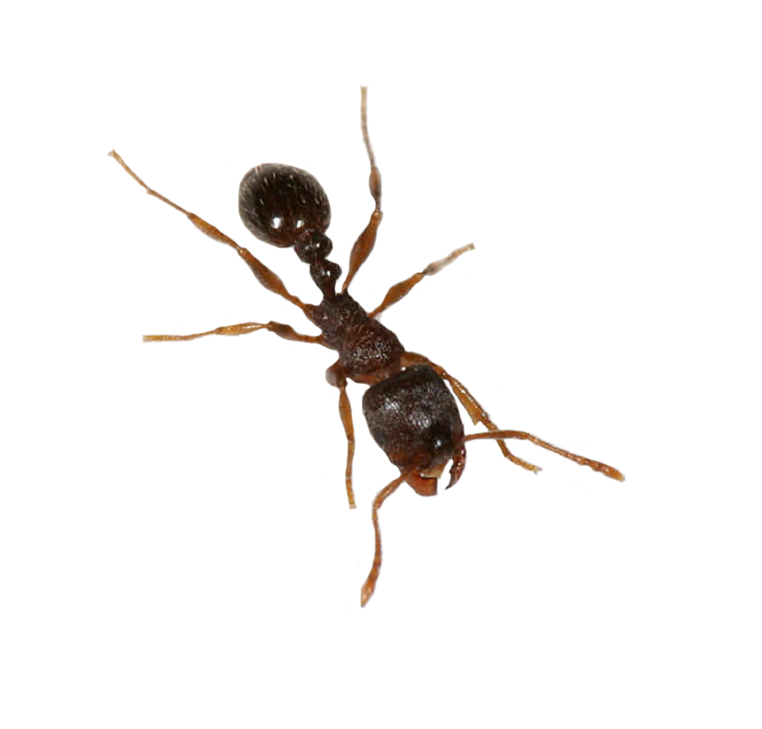 Ant Free HQ Image PNG Image