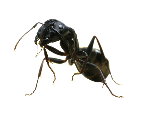 Ant PNG File HD PNG Image
