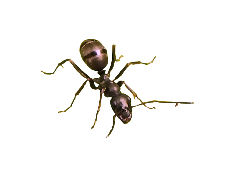 Ant Picture PNG Download Free PNG Image