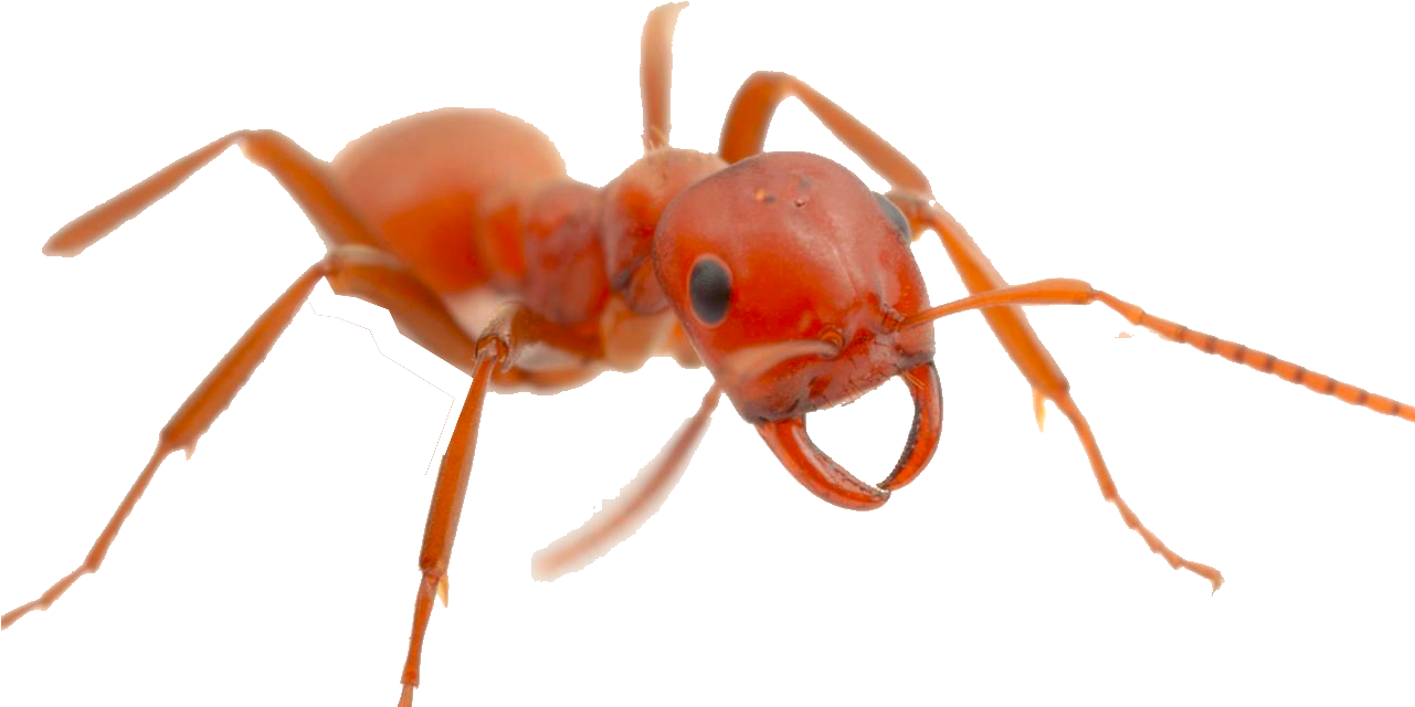 Ant Red Free Download PNG HQ PNG Image