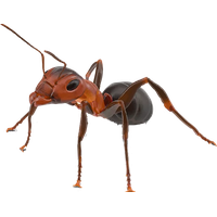 Download Ant Free PNG photo images and clipart | FreePNGImg