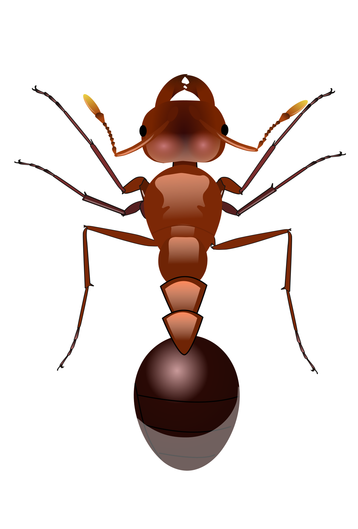 Ant Photos Red HQ Image Free PNG Image