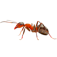 Download Ant Free PNG photo images and clipart | FreePNGImg