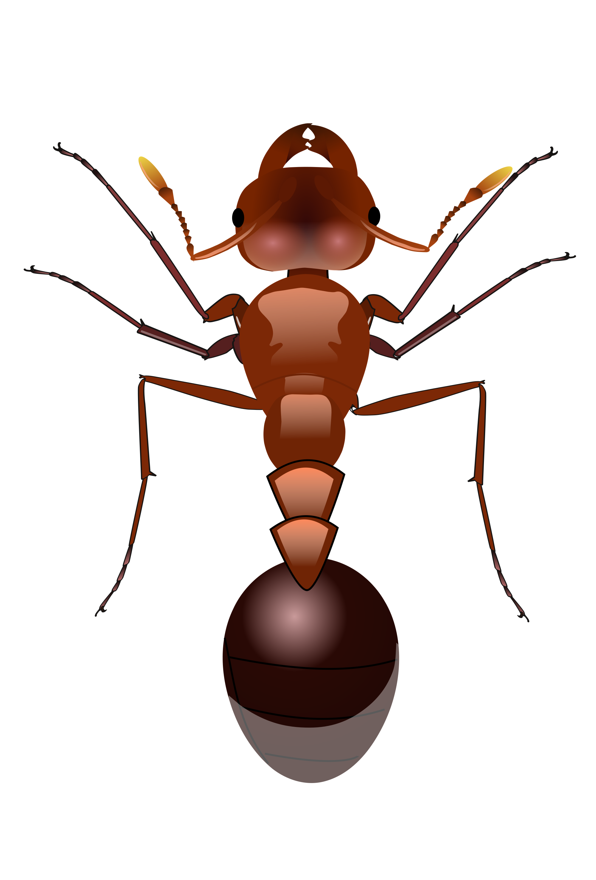 Ant Vector Pic HQ Image Free PNG Image