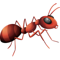 Download Ant Free PNG photo images and clipart | FreePNGImg