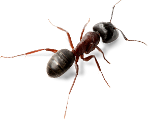Ant Png Picture PNG Image