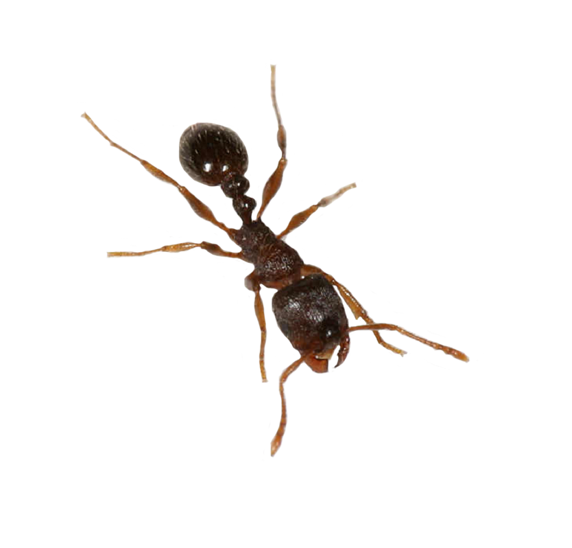 Ant Png File PNG Image