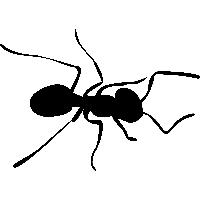 Ant Transparent PNG Image