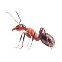 Ant Transparent PNG Image