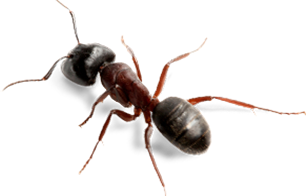 Ant Transparent PNG Image